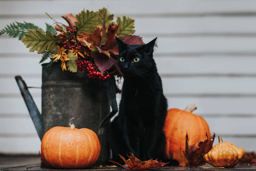 Halloween safety for cats