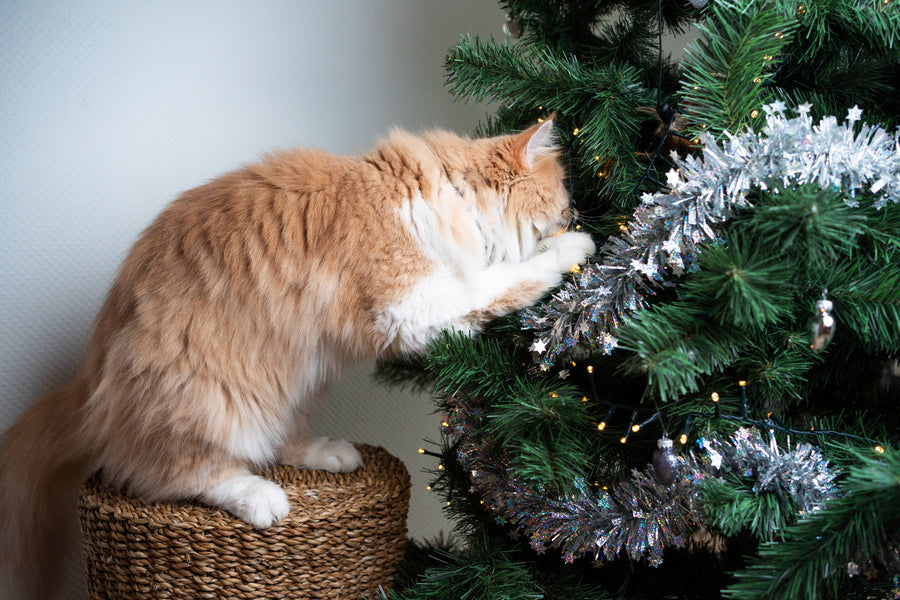 Protecting your Christmas tree from your cat